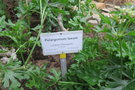 vignette Pelargonium laxum