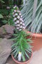 vignette Echium virescens