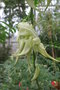 vignette Clianthus puniceus 'Albus'