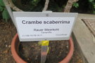 vignette Crambe scaberrima