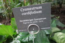 vignette Cyanastrum cordifolium