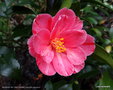 vignette ' MOMOJI-NO-HIGURASHI ' camellia japonica