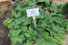 vignette Pelargonium lobatum