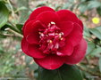 vignette ' BURGUNDY GEM ' camellia japonica