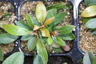 vignette Kalmia latifolia 'carousel'