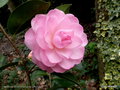 vignette ' MIMOSA JURY ' camellia hybride williamsii