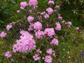 vignette Rhododendron Pubescens au 10 04 13