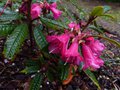 vignette Rhododendron Glischroides aprs une petite douche au 11 04 13