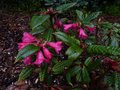 vignette Rhododendron Glischroides autre vue au 11 04 13