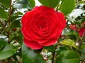 vignette Camellia japonica Coquettii autre gros plan au 10 04 13