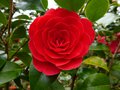 vignette Camellia japonica Coquettii gros plan au 10 04 13
