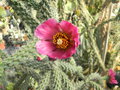 vignette Cylindropuntia spinosior