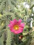 vignette Cylindropuntia spinosior