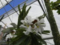 vignette Pachypodium lamerei (fleurs )