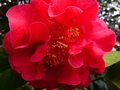 vignette Camellia Reticulata hyb. gros plan au 08 04 13