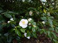 vignette Camellia japonica Mrs.D.W.Davies au 08 04 13