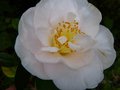 vignette Camellia japonica Mrs.D.W.Davies gros plan au 08 04 13