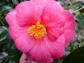 vignette Camellia japonica Lady Clare toujours en forme au 08 04 13