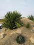 vignette Yucca treculeana