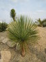 vignette Yucca linearis
