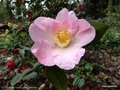 vignette ' J.C WILLIAMS ' camellia hybride williamsii