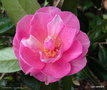 vignette ' SAYONARA ' camellia hybide williamsii