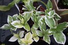 vignette Hydrangea macrophylla 'Tricolor'