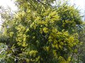 vignette Acacia Pravissima toujours magnifique et agréablement parfumé au 13 04 13