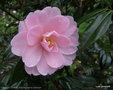 vignette ' CHARLES COLBERT ' camellia hybride williamsii
