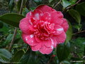 vignette ' EUGENE LIZE ' camellia japonica