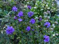 vignette Rhododendron Blue tit au 14 04 13