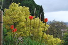 vignette Kniphofia cv. & Cinnamomum camphora 'Aurea'