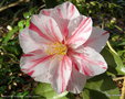 vignette ' PAUL JONES SUPREME ' camellia japonica