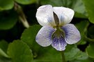 vignette Violette (Viola sororia f. priceana)