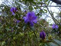 vignette Rhododendron Augustinii Hillier's dark form au 15 04 13