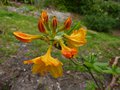 vignette Rhododendron Annabella peut-tre au 15 04 13