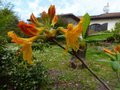 vignette Rhododendron Annabella peut-tre autre vue au 15 04 13