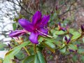 vignette Rhododendron Concinum pseudohyanthinum premire fleur au 15 04 13