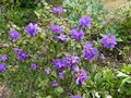 vignette Rhododendron Blue tit au 15 04 13