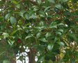 vignette Syzygium australe   / Myrtaces