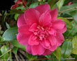 vignette ' TRISTREM CARLYON ' camellia hybride de reticulata