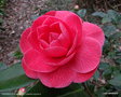 vignette ' PAOLINA GUICHARDINI ' camellia japonica