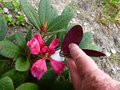 vignette Rhododendron hybride de neriiflorum  autre vue au 16 04 13