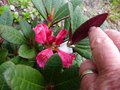 vignette Rhododendron hybride de neriiflorum gros plan au 16 04 13