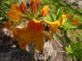 vignette Rhododendron Annabella au 15 04 13