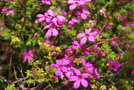 vignette Adenandra sp. / Rutaceae / Afrique du Sud