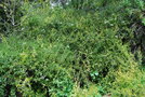 vignette Solanum jasminoides