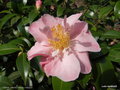 vignette ' TIPTOE ' camellia hybride williamsii