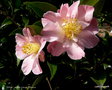 vignette ' TIPTOE ' camellia hybride williamsii