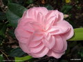 vignette ' CHERYLL LYNN ' camellia japonica